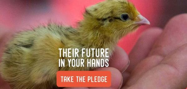 Faça parte do Veganuary!